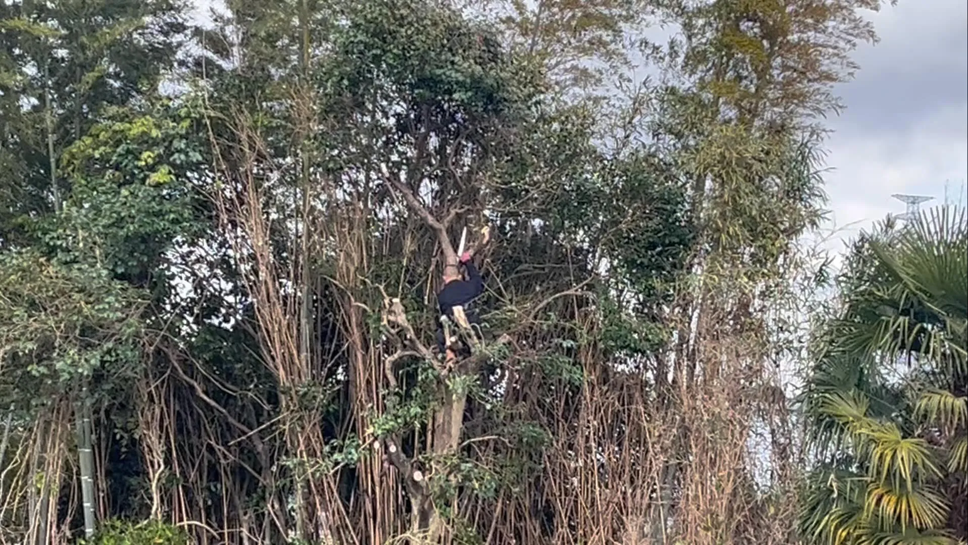 伐採もお任せください♪